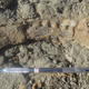 The fossilized remains of the animal’s jaw. (Image: Hesham Sallam, Mansoura University)